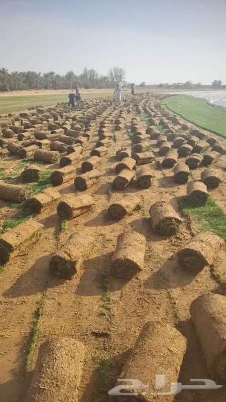 ثيل طبيعي 3