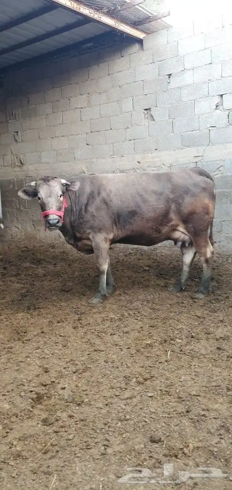 بقره جيرسي نادره بكر قريبة ولاد 0