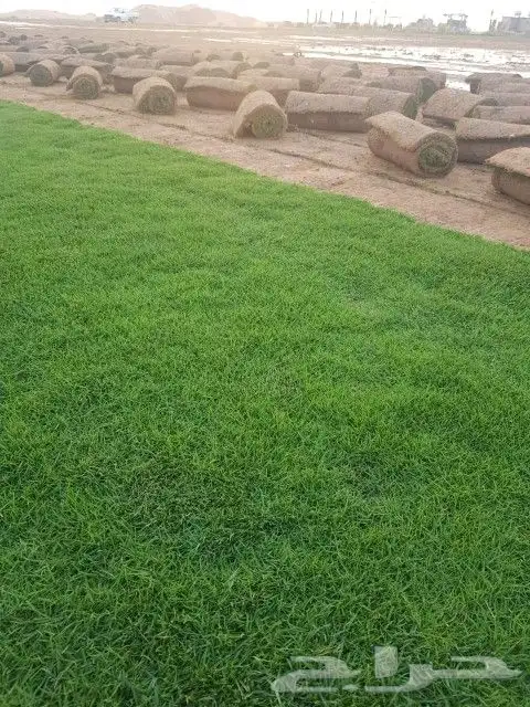 ثيل طبيعي خضار درجه اولى مزارع العثمان 2