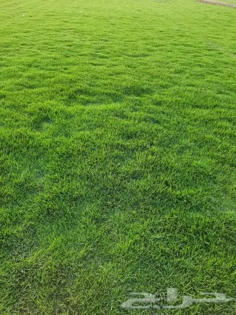 ثيل طبيعي خضار درجه اولى مزارع العثمان 6