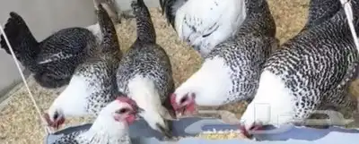 بيض بلدي كفوا وطازج مخصب ومائده 0