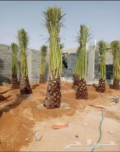 يوجد لدينا جميع انواع انخيل 6