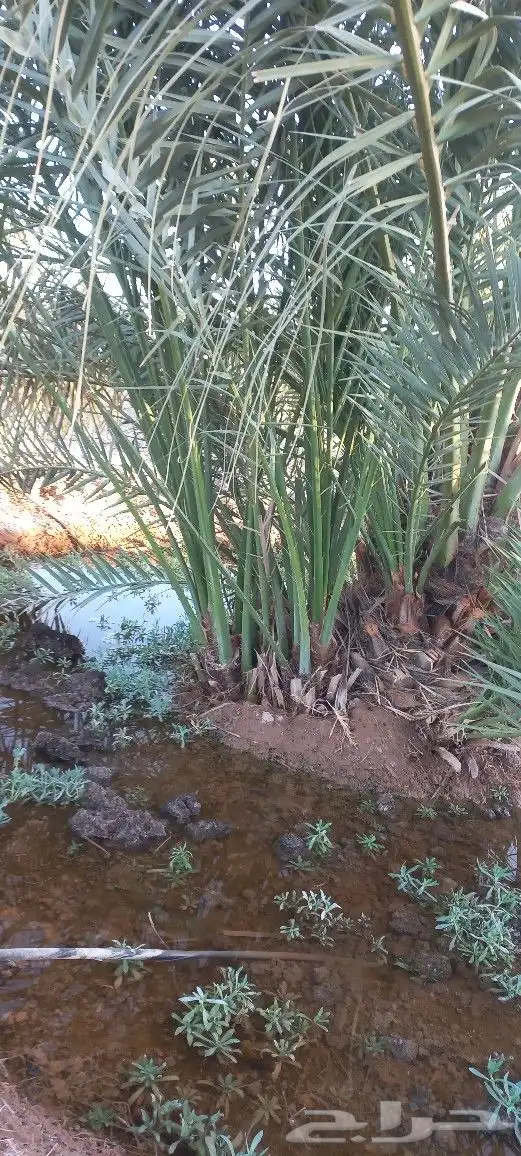 فسائل مجدول صقعي برني العيص روثانة 5