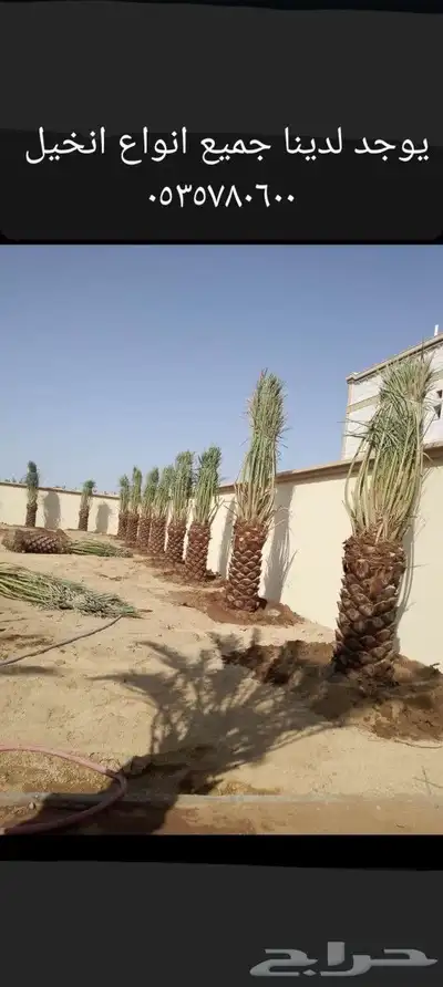 يوجد لدينا جميع انواع انخيل 0