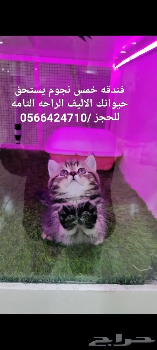 بكج هوايه لغسيل القطط 2