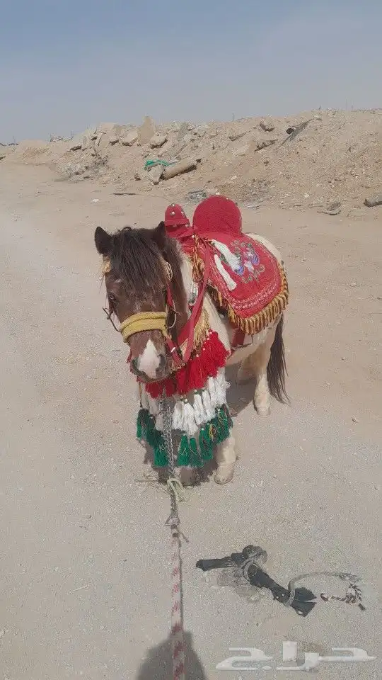 جمال خيول للأيجار 6