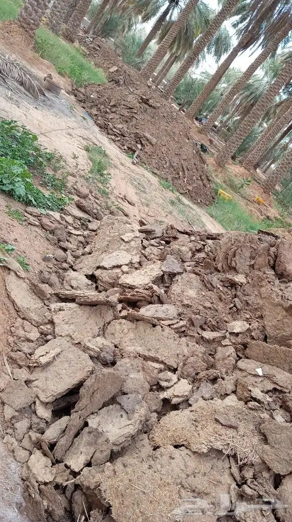 للبيع سماد بقر 0