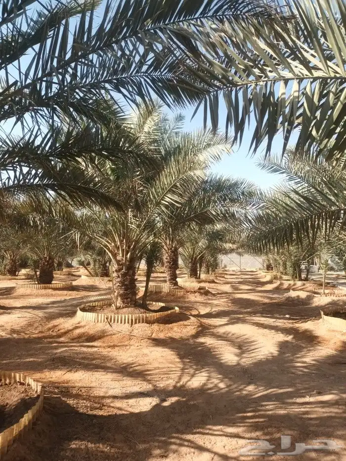 الهياثم العفجه نجديه الرحمانيه الشديده الرفايع العتيق الدلم 1