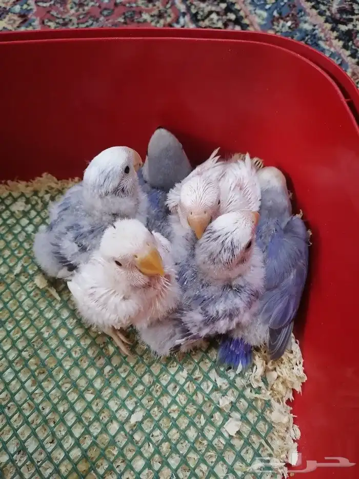 فروخ روز ((تم البيع)) 0