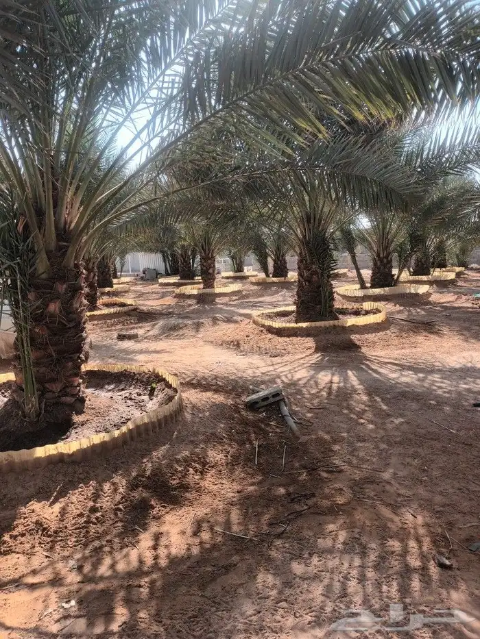 الهياثم العفجه نجديه الرحمانيه الشديده الرفايع العتيق الدلم 5