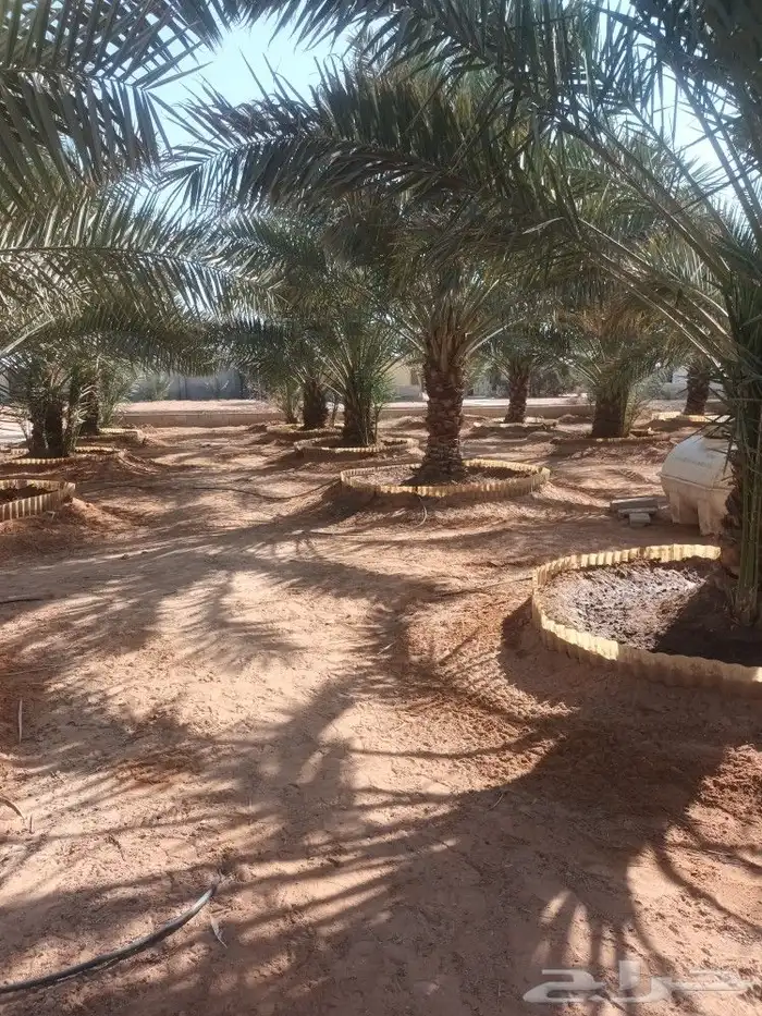 الهياثم العفجه نجديه الرحمانيه الشديده الرفايع العتيق الدلم 4