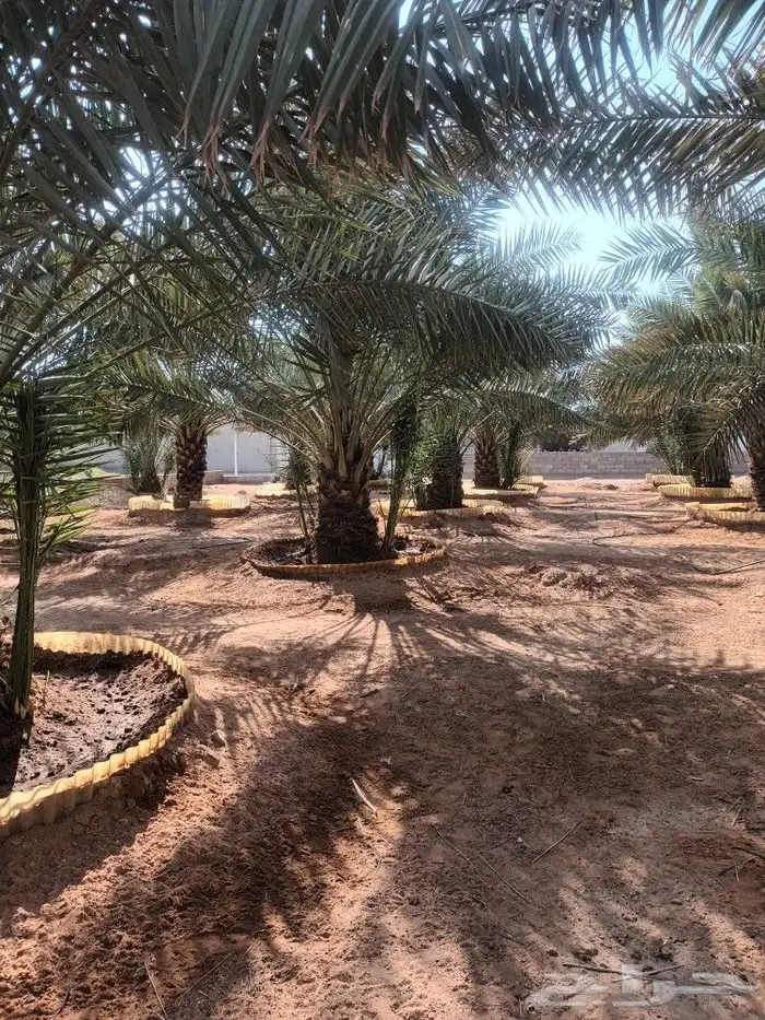 الهياثم العفجه نجديه الرحمانيه الشديده الرفايع العتيق الدلم 3