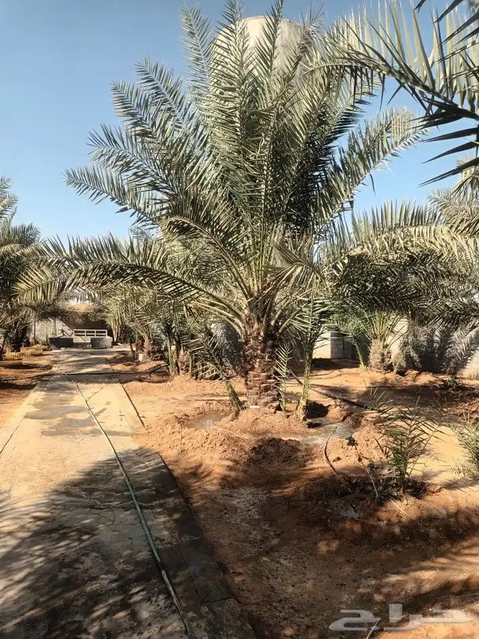 الهياثم العفجه نجديه الرحمانيه الشديده الرفايع العتيق الدلم 7