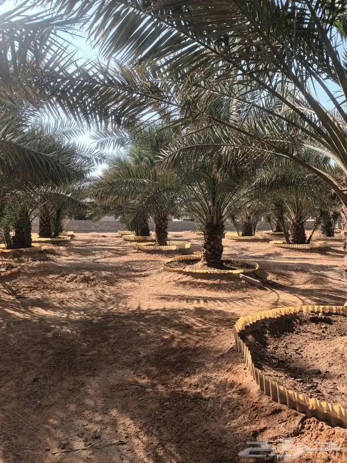 الهياثم العفجه نجديه الرحمانيه الشديده الرفايع العتيق الدلم 2