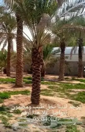 سلام عليكم ورحمه الله يوجد لدينا نخل طيب ومضمون 0
