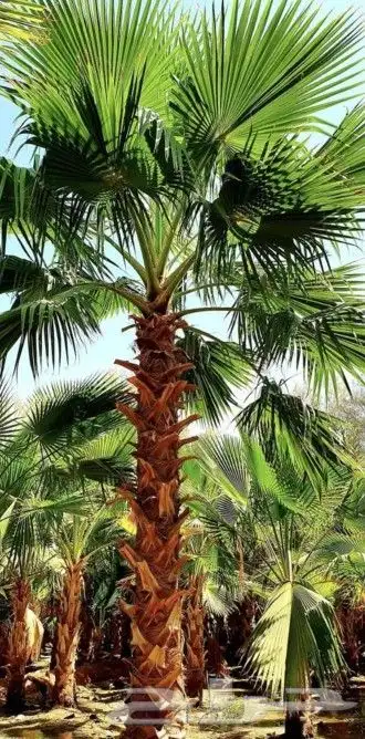 نخل واشنطني وشنطن واشنطونيا زينه للبيع 3