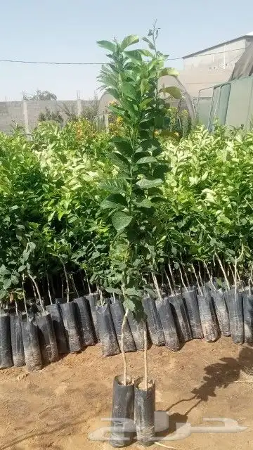 مشاتل جازان صبياء الجميع انوع الحمضيات 0