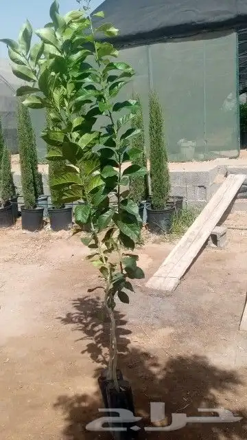 مشاتل جازان صبياء الجميع انوع الحمضيات 1