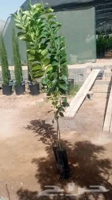 مشاتل جازان صبياء الجميع انوع الحمضيات 3