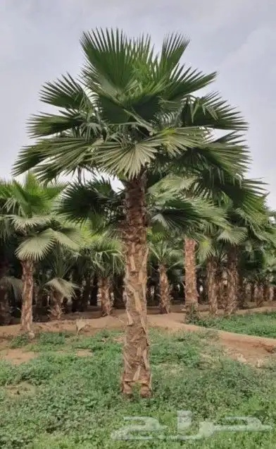 نخل واشنطني وشنطن واشنطونيا زينه للبيع 8