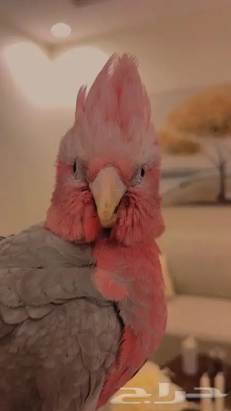 ببغاء كوكاتو قالا فرخ هدد نشبه رقيص 3