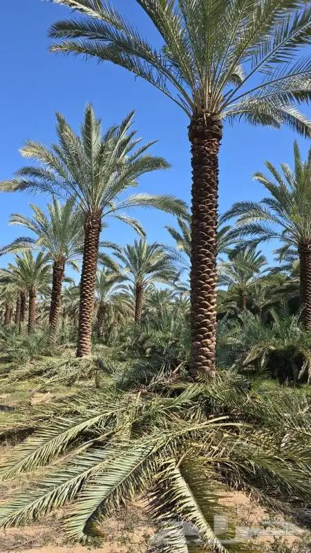 نخل فروخ وجثايث 6