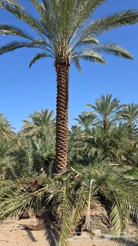 نخل فروخ وجثايث 7