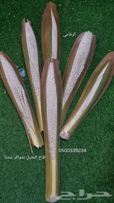 اجود انوع القاح للنخيل 0