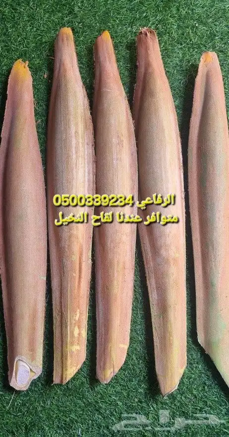 اجود انوع القاح للنخيل 3