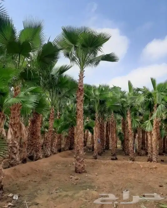نخل واشنطني وشنطن واشنطونيا زينه للبيع 5
