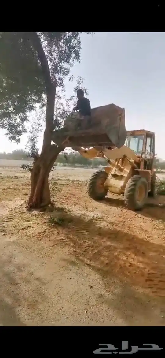 قطع الاشجار قص الاشجار 3