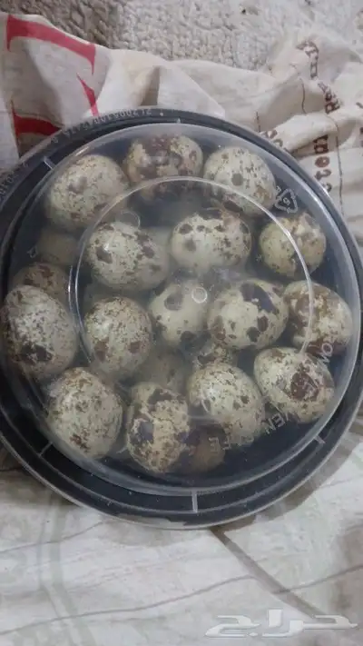 بيض تفقيس او اكل فيه بط بكيني وفيه حباحب مستوى طيب وفي سمان 2