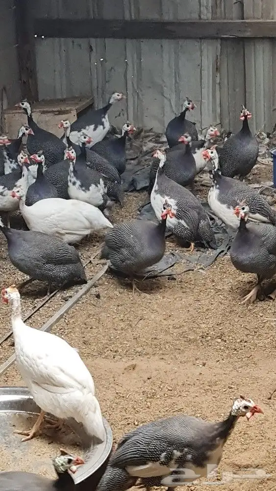 دجاج حبش 1
