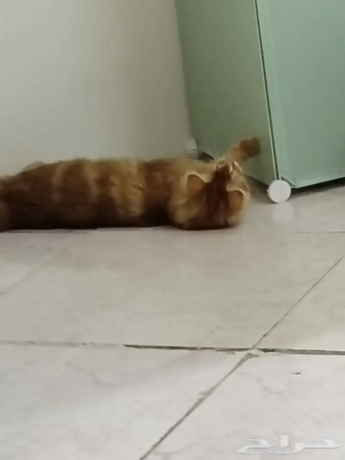قطط للتبني 1