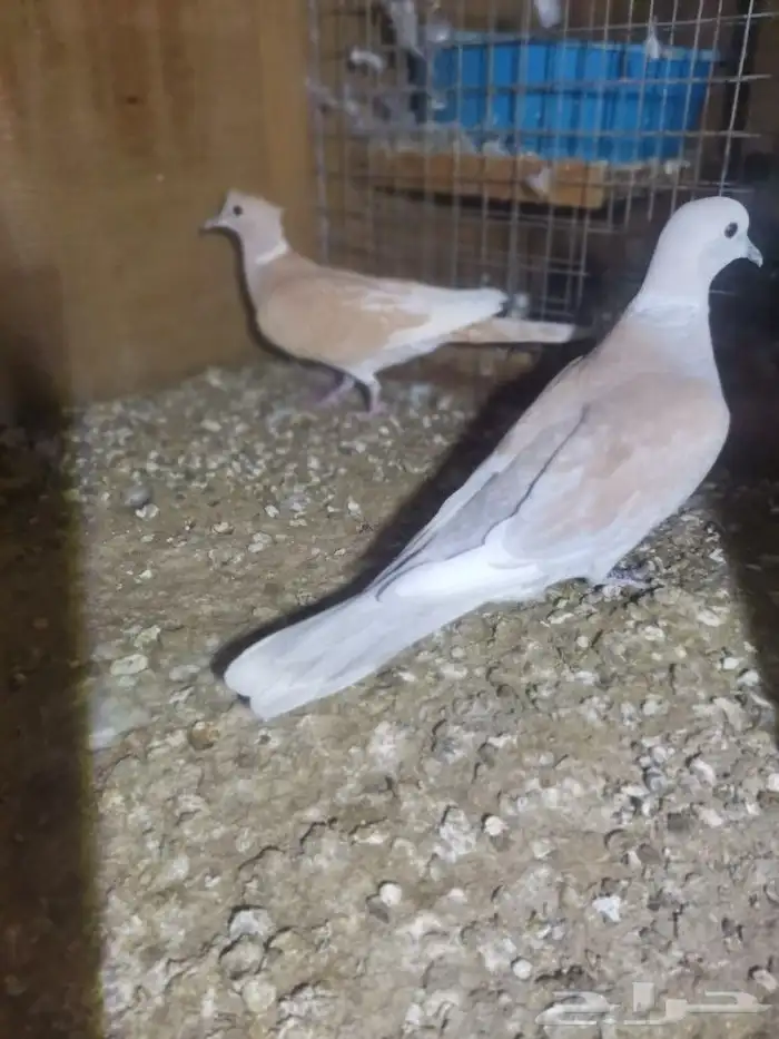 جوز قماري للبيع 3