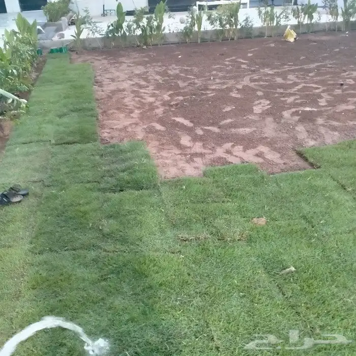 تنسيق حدائق ثيل طبيعي الاشجار الطبيعي شبكات ري 3