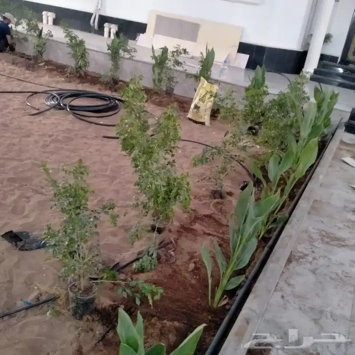 تنسيق حدائق ثيل طبيعي الاشجار الطبيعي شبكات ري 9