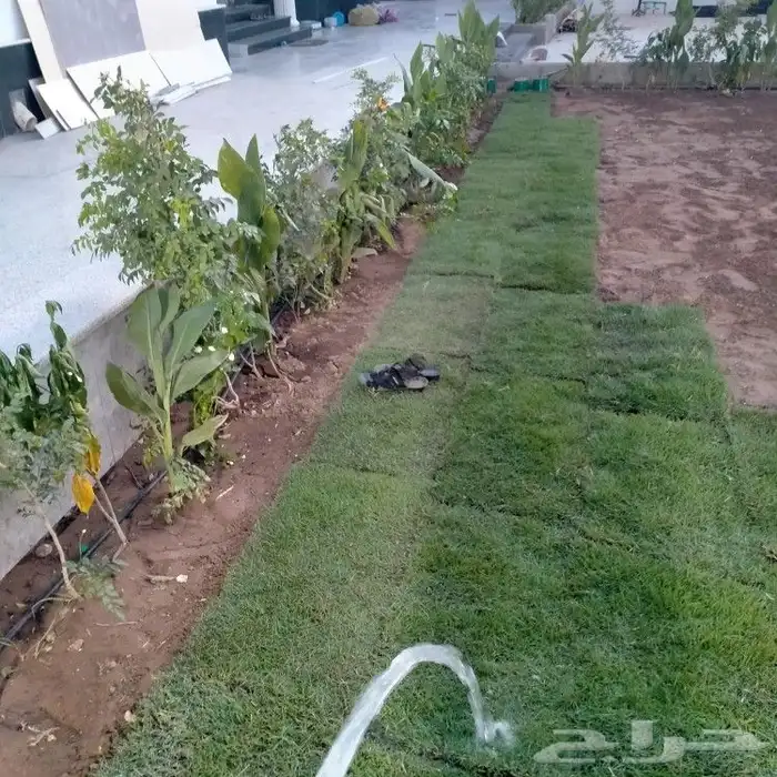 تنسيق حدائق ثيل طبيعي الاشجار الطبيعي شبكات ري 7