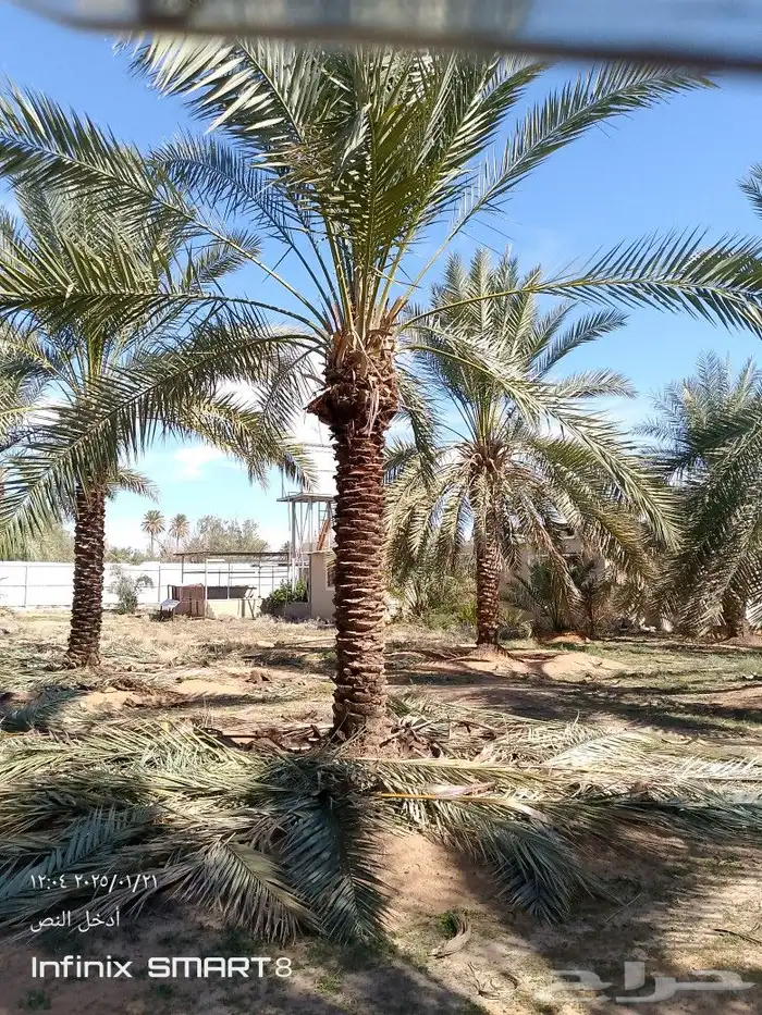 سلام عليكم ورحمه الله يوجد لدينا نخل طيب ومضمون 3