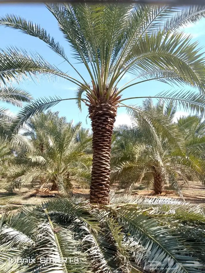 سلام عليكم ورحمه الله يوجد لدينا نخل طيب ومضمون 2