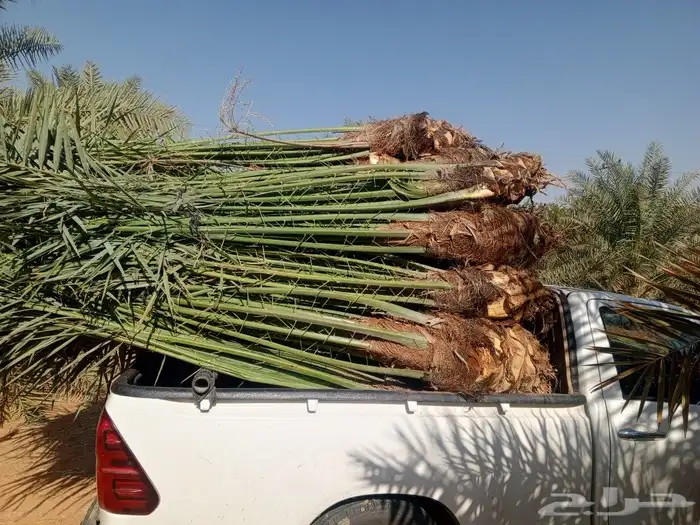 يوجد لدينا نخل للبيع سكري وبرحي وخلاص وروثانه 5صقعي 4مجدوله 0