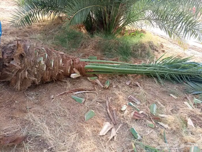 نخل مثمر للبيع موصل للموقع 2