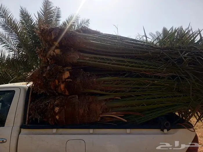 يوجد لدينا نخل للبيع سكري وبرحي وخلاص وروثانه 5صقعي 4مجدوله 1