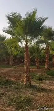 جميع انواع النخيل متوفره 9