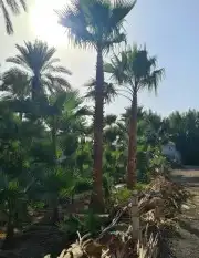 نخل واشنطني زينه للبيع 8