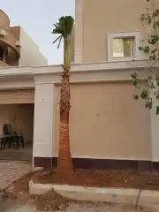 جميع انواع النخيل متوفره 4
