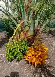 فسايل النخيل طيبه 3