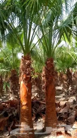 توريد جميع انواع انخيل المثمر متوجد مكه 0