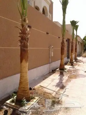جميع انواع النخيل متوفره 0