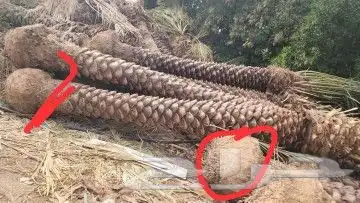 أشجار زيتون ونخيل وتركيب الشبوك 5